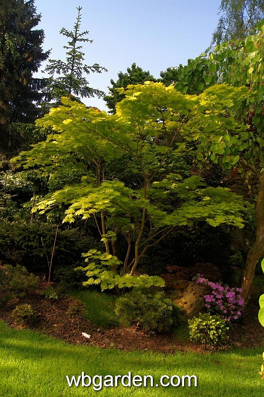 wbgarden spring 50.JPG